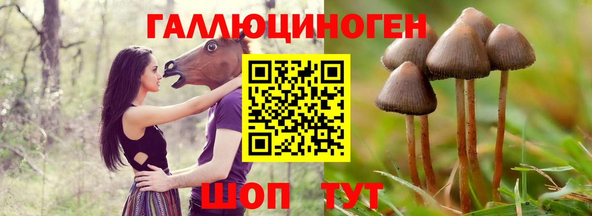 Горячий Ключ  Псилоцибиновые грибы мицелий  Вход с VPN  Галлюциногенные грибы Psilocybine cubensis 